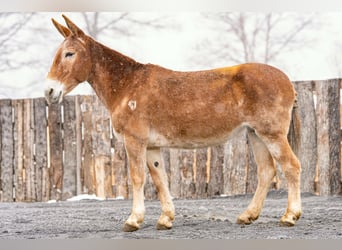 Mulo, Giumenta, 13 Anni, 152 cm, Sauro ciliegia