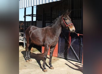 Mulo, Giumenta, 13 Anni, 160 cm, Baio scuro