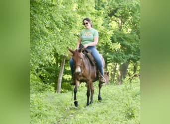 Mulo, Giumenta, 14 Anni, 145 cm, Falbo