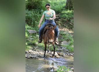 Mulo, Giumenta, 14 Anni, 145 cm, Falbo