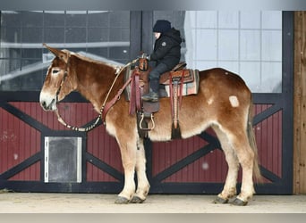 Mulo, Giumenta, 14 Anni, 157 cm, Sauro ciliegia