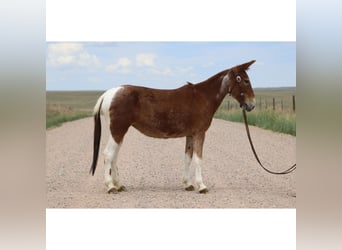Mulo, Giumenta, 15 Anni, 142 cm, Roano rosso