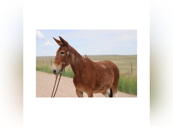 Mulo, Giumenta, 15 Anni, 142 cm, Roano rosso