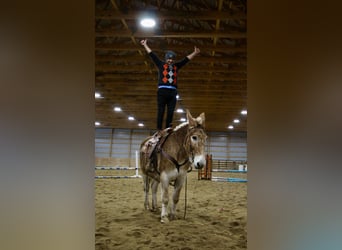 Mulo, Giumenta, 15 Anni, 160 cm, Sauro ciliegia