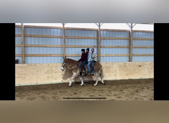 Mulo, Giumenta, 15 Anni, 160 cm, Sauro ciliegia