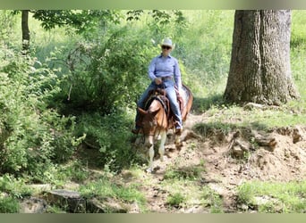 Mulo, Giumenta, 15 Anni, Sauro scuro