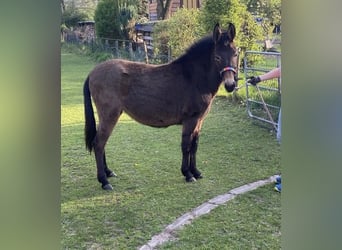 Mulo, Giumenta, 2 Anni, Baio