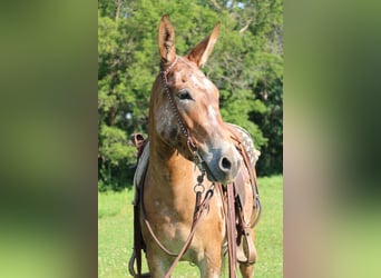 Mulo, Giumenta, 4 Anni, 142 cm