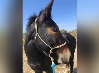 Mulo, Giumenta, 5 Anni, 142 cm