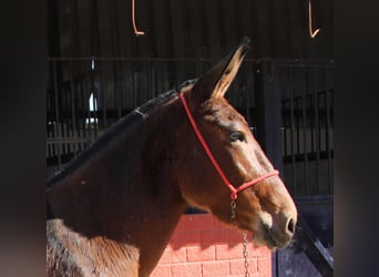 Mulo, Giumenta, 5 Anni, 155 cm, Baio