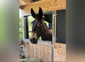 Mulo, Giumenta, 5 Anni, 160 cm, Baio