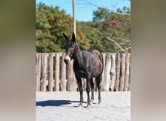 Mulo, Giumenta, 5 Anni, Morello