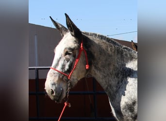 Mulo, Giumenta, 6 Anni, 166 cm, Overo-tutti i colori