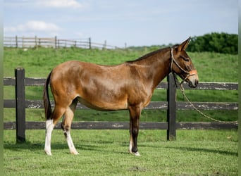 Mulo, Giumenta, 7 Anni, 137 cm, Baio ciliegia