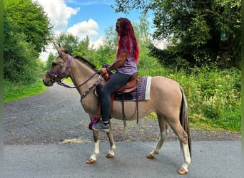 Mulo, Giumenta, 7 Anni, 140 cm, Falbo