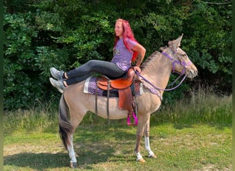 Mulo, Giumenta, 7 Anni, 140 cm, Falbo