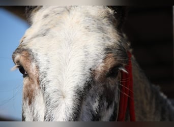 Mulo, Giumenta, 7 Anni, 166 cm, Overo-tutti i colori