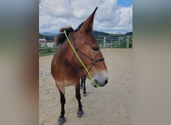Mulo, Giumenta, 7 Anni, Baio scuro