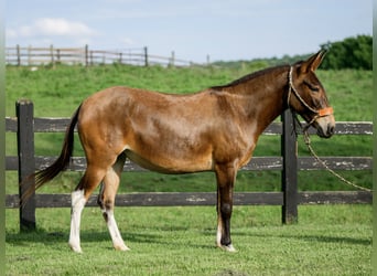 Mulo, Giumenta, 8 Anni, 137 cm, Baio ciliegia