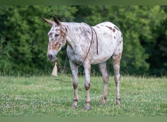 Mulo, Giumenta, 8 Anni, Baio ciliegia