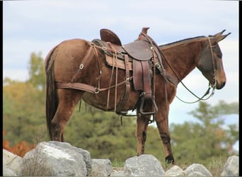 Mulo, Giumenta, 8 Anni, Red dun