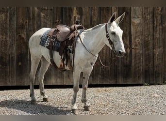 Mulo, Giumenta, 9 Anni, 152 cm, Grigio