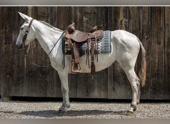Mulo, Giumenta, 9 Anni, 152 cm, Grigio