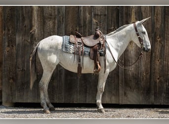 Mulo, Giumenta, 9 Anni, 152 cm, Grigio