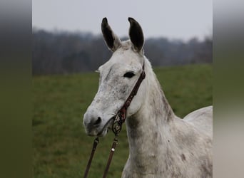 Mulo, Giumenta, 9 Anni, Grigio pezzato