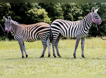 Mulo, Semental, 9 años, 122 cm, Negro