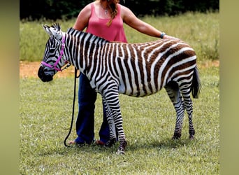 Mulo, Stallone, 8 Anni, 122 cm, Morello