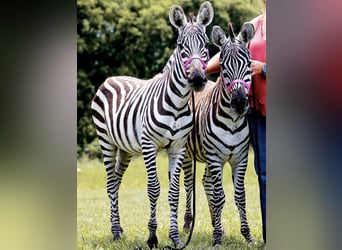 Mulo, Stallone, 8 Anni, 122 cm, Morello