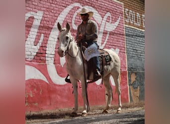 Mulo, Yegua, 10 años, 147 cm, White/Blanco