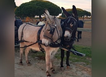 Mulo, Yegua, 10 años