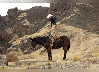 Mulo, Yegua, 14 años, 150 cm, Castaño-ruano