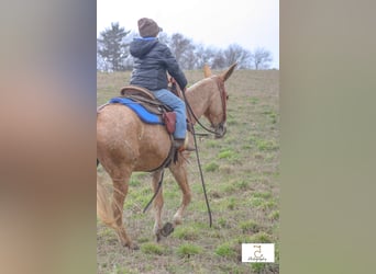 Mulo, Yegua, 15 años, 147 cm, Palomino