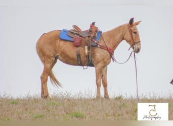 Mulo, Yegua, 15 años, 147 cm, Palomino