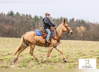 Mulo, Yegua, 15 años, 147 cm, Palomino