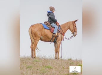 Mulo, Yegua, 15 años, 147 cm, Palomino