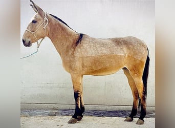 Mulo, Yegua, 16 años, 153 cm, Bayo