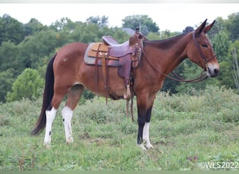 Mulo, Yegua, 17 años, 155 cm, Castaño rojizo