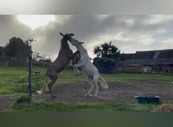 Mulo, Yegua, 5 años, 142 cm, Cremello