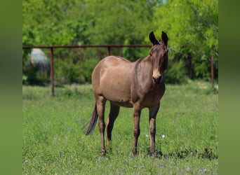 Mulo, Yegua, 6 años, 132 cm, Bayo