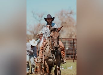 Mulo, Yegua, 6 años, 150 cm, Grullo