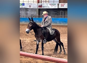 Mulo, Yegua, 6 años, 152 cm, Castaño oscuro