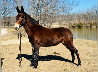 Mulo, Yegua, 6 años, 152 cm, Castaño oscuro