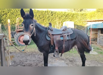 Mulo, Yegua, 6 años, 155 cm, Castaño oscuro