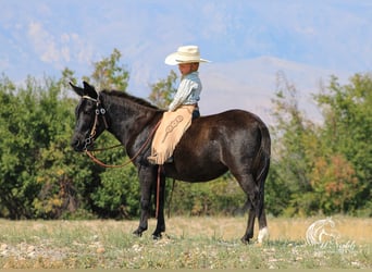 Mulo, Yegua, 7 años, 102 cm, Negro