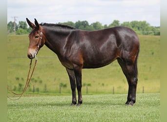 Mulo, Yegua, 8 años, Castaño oscuro