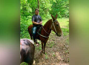 Mulo, Yegua, 9 años, 163 cm, Alazán-tostado